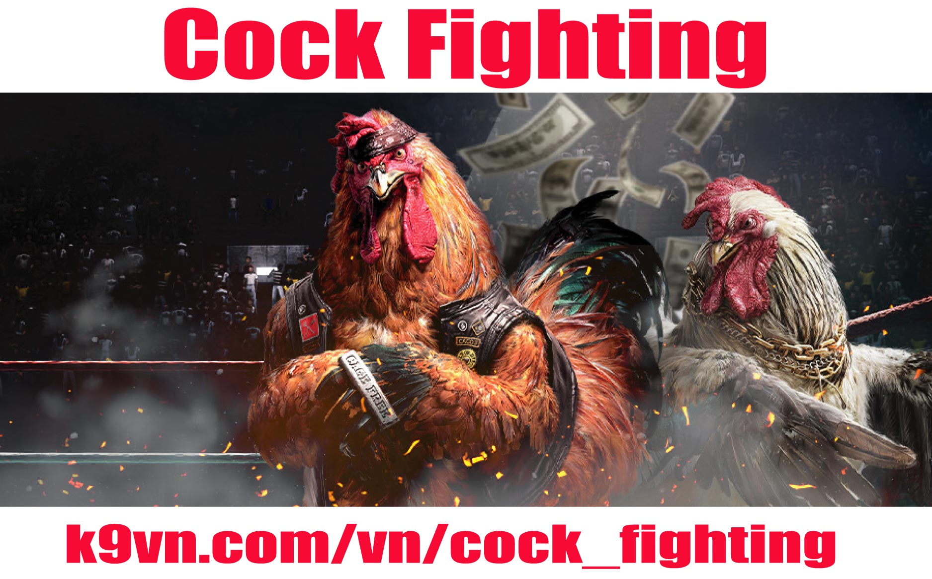 How to Play Chicken Fighting Online Casino Games by K9VN
